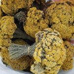 CİVAN PERÇEMİ KELLE / 50 GR