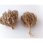 MERYEM ANA ELİ / 50 GR (2-3 ADET)