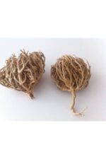 MERYEM ANA ELİ / 50 GR (2-3 ADET)